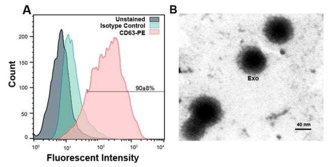 CD63 Antibody in Flow Cytometry (Flow)