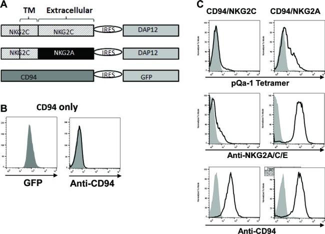 NKG2A/C/E Antibody in Flow Cytometry (Flow)