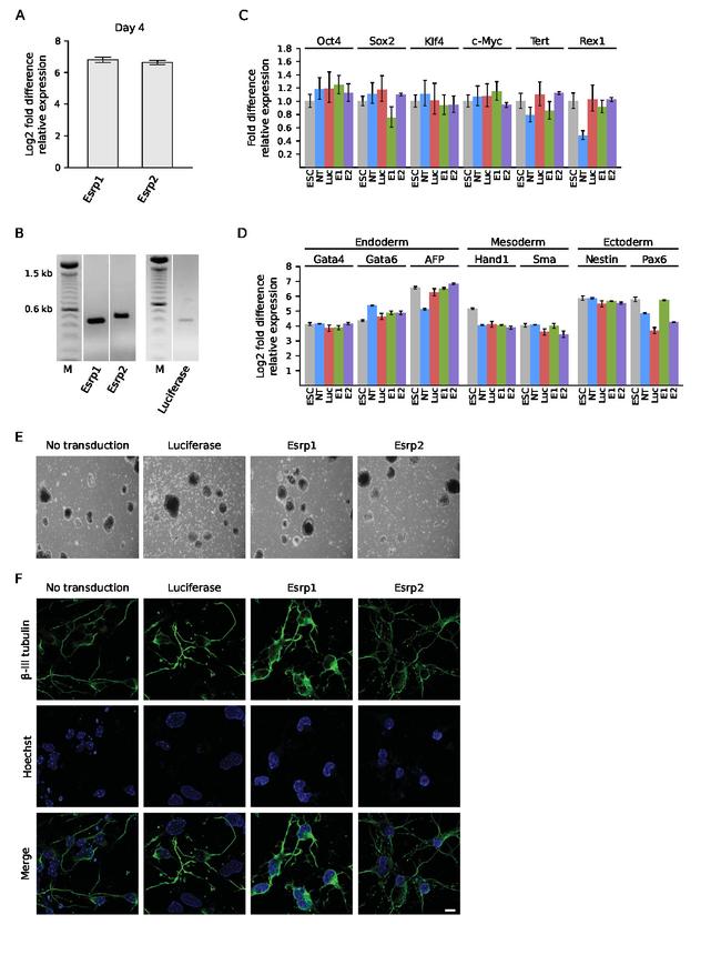 beta-3 Tubulin Antibody in Immunocytochemistry (ICC/IF)