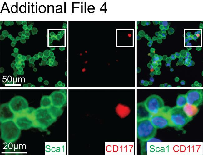 Ly-6A/E (Sca-1) Antibody in Immunocytochemistry, Immunohistochemistry (ICC/IF, IHC)