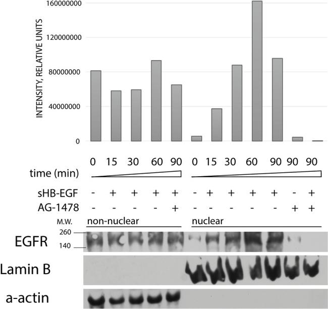 Lamin B1 Antibody in Western Blot (WB)