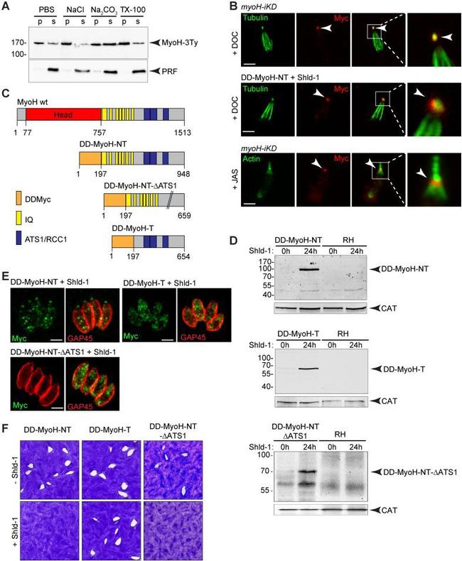 alpha Tubulin Antibody in Immunocytochemistry (ICC/IF)