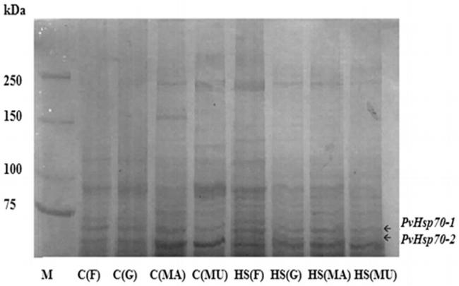 HSP70 Antibody in Western Blot (WB)