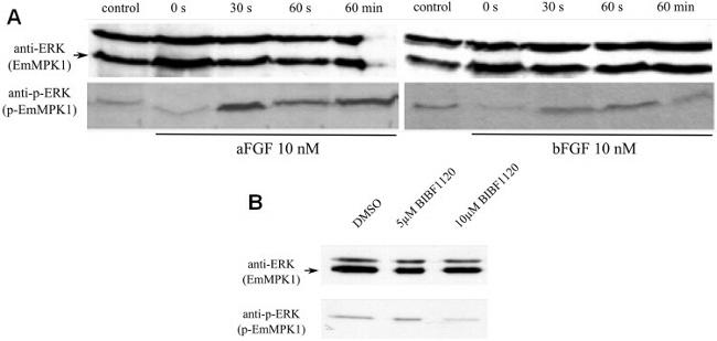 Phospho-ERK1/ERK2 (Thr185, Tyr187) Antibody in Western Blot (WB)