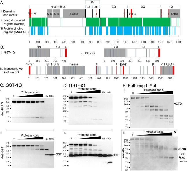 DYKDDDDK Tag Antibody in Western Blot (WB)