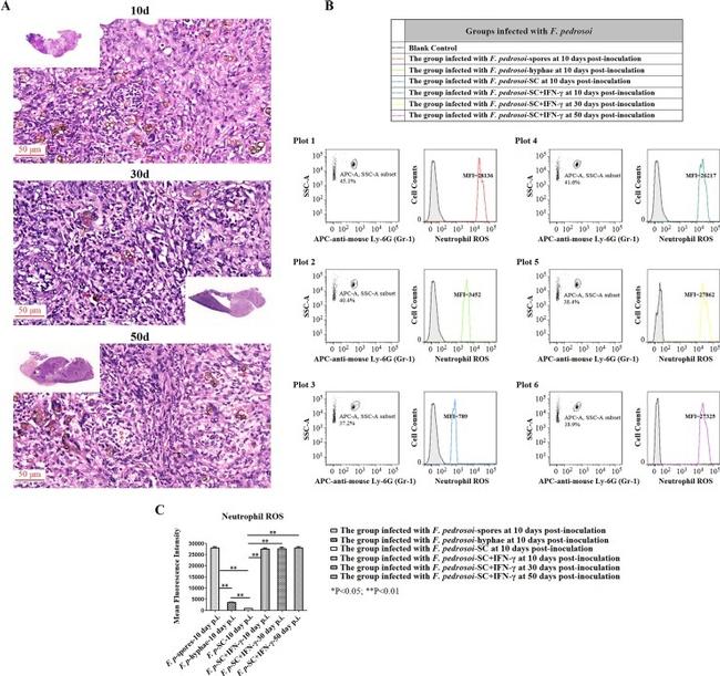 Ly-6G Antibody in Flow Cytometry (Flow)