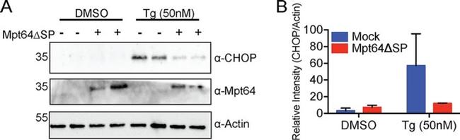 CHOP Antibody in Western Blot (WB)