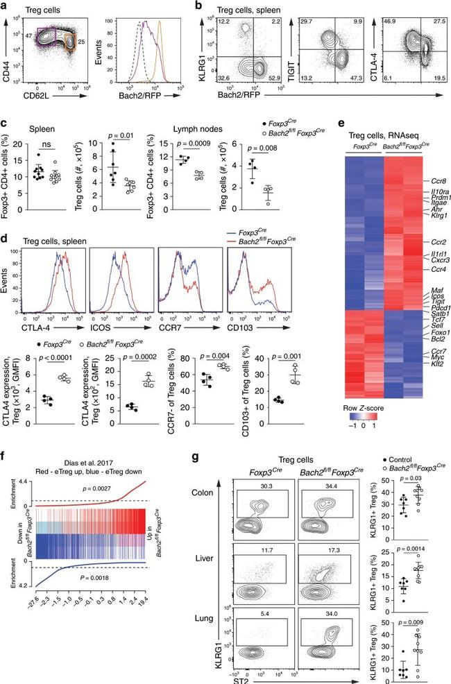 CD103 (Integrin alpha E) Antibody in Flow Cytometry (Flow)