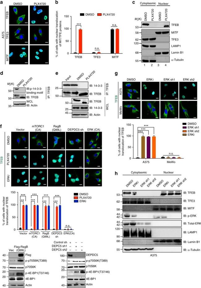 TFEB Antibody