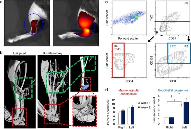 CD34 Antibody in Flow Cytometry (Flow)