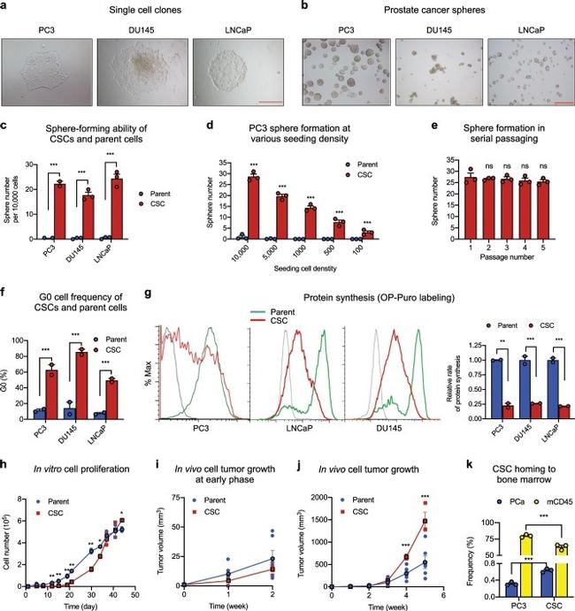 Ki-67 Antibody in Flow Cytometry (Flow)