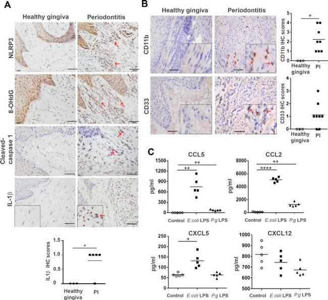 CD11b Antibody in Immunohistochemistry (IHC)