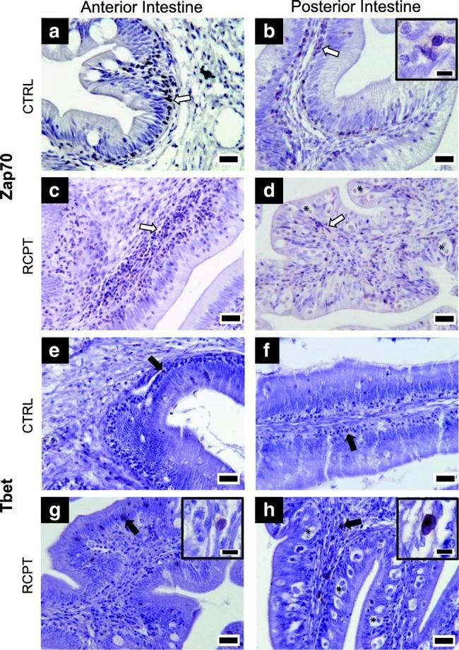 T-bet Antibody in Immunohistochemistry (IHC)