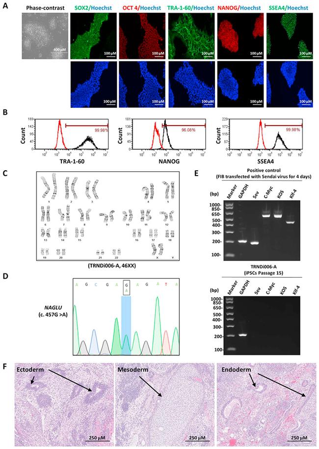 SSEA4 Antibody in Flow Cytometry (Flow)