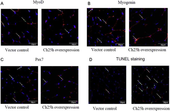 MYOD Antibody in Immunocytochemistry (ICC/IF)