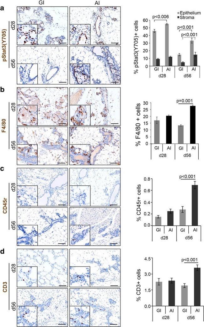 F4/80 Antibody in Immunohistochemistry (IHC)