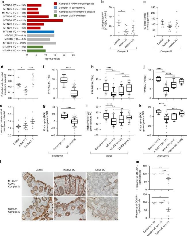 COX5A Antibody in Immunohistochemistry (IHC)