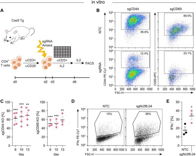 CD69 Antibody in Flow Cytometry (Flow)