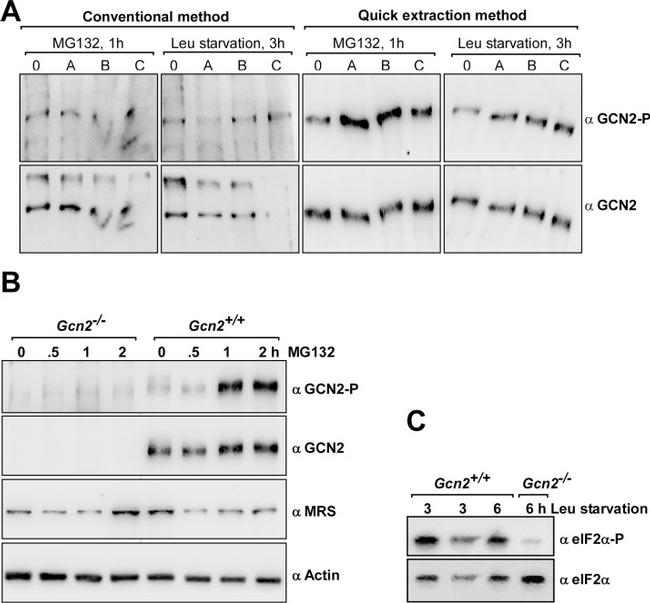 EIF2S1 Antibody in Western Blot (WB)