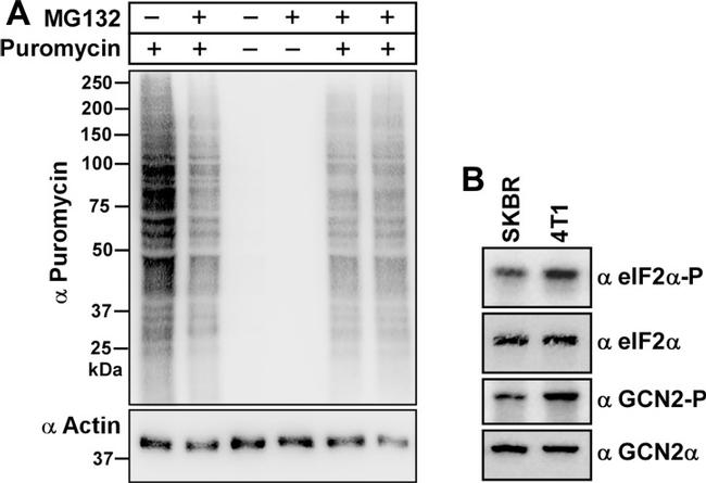 EIF2S1 Antibody in Western Blot (WB)