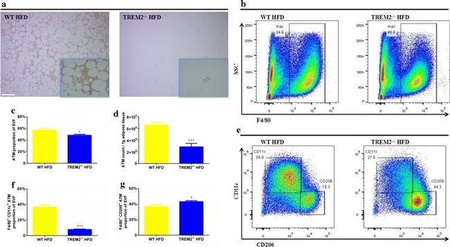 F4/80 Antibody in Flow Cytometry (Flow)