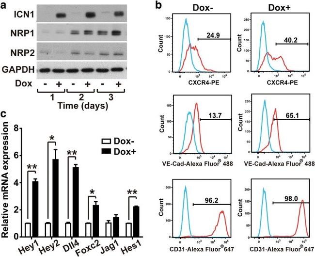 CD144 (VE-cadherin) Antibody in Flow Cytometry (Flow)