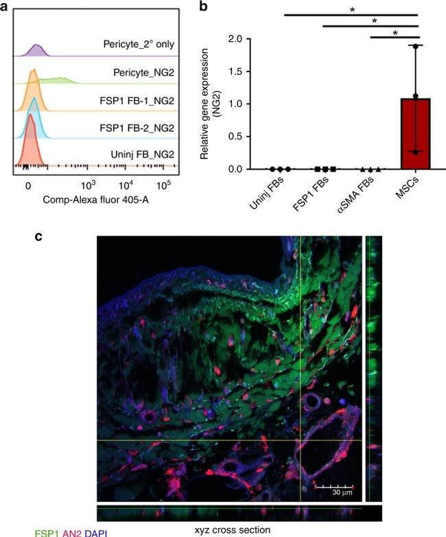 NG2 Antibody in Immunocytochemistry, Immunohistochemistry (ICC/IF, IHC)