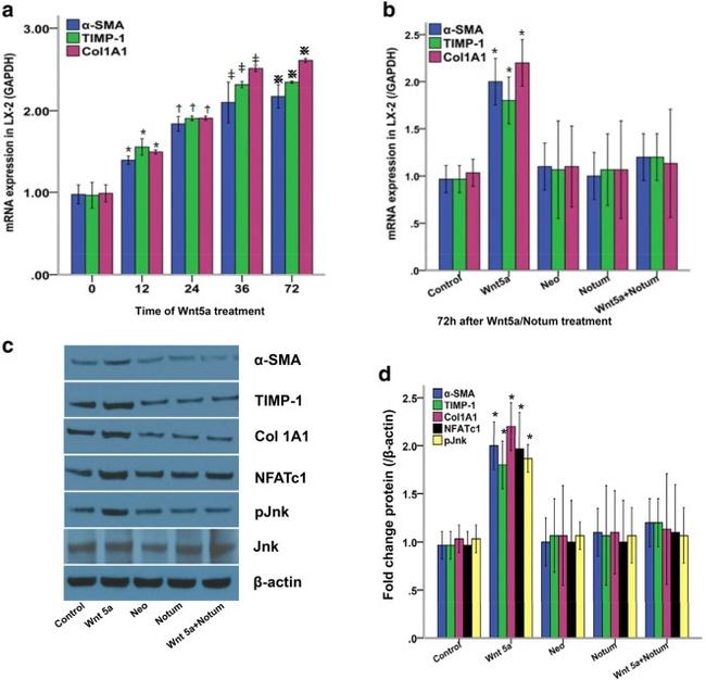 Collagen I Antibody