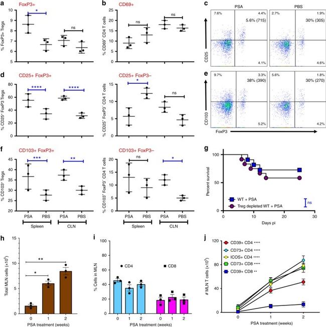 FOXP3 Antibody in Flow Cytometry (Flow)