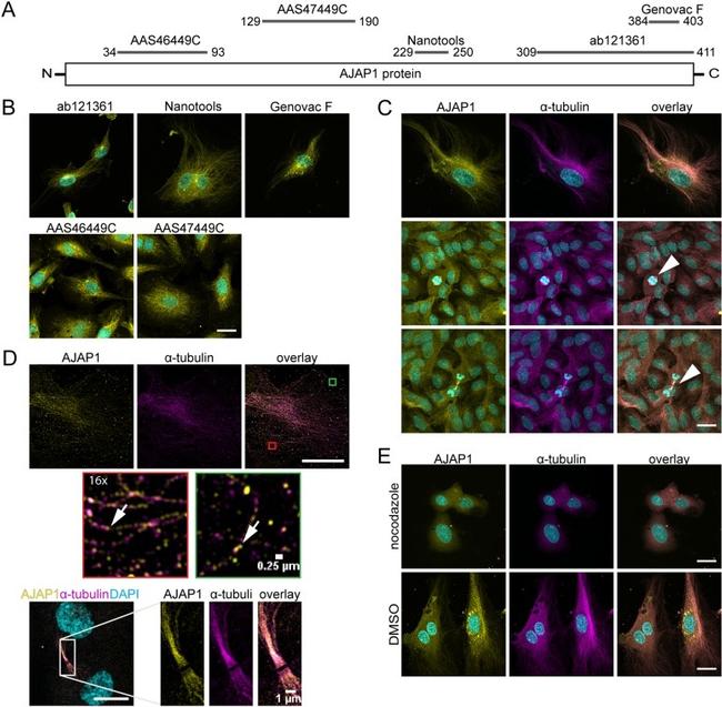 alpha Tubulin Antibody in Immunocytochemistry (ICC/IF)