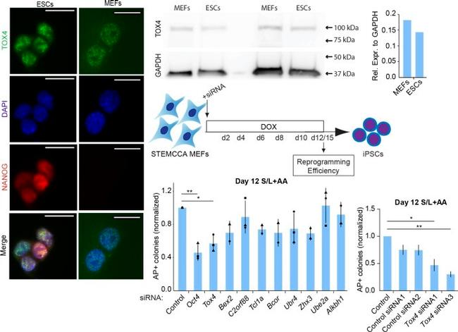 Nanog Antibody in Immunocytochemistry (ICC/IF)