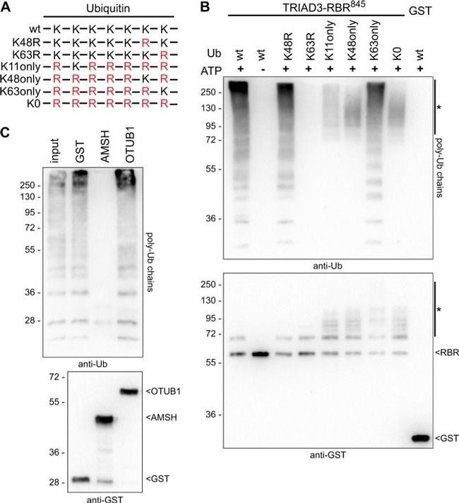 GST Tag Antibody in Western Blot (WB)