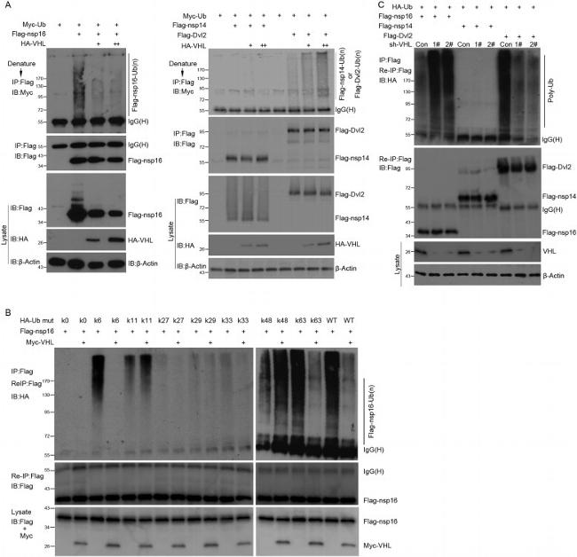 c-Myc Antibody in Western Blot (WB)