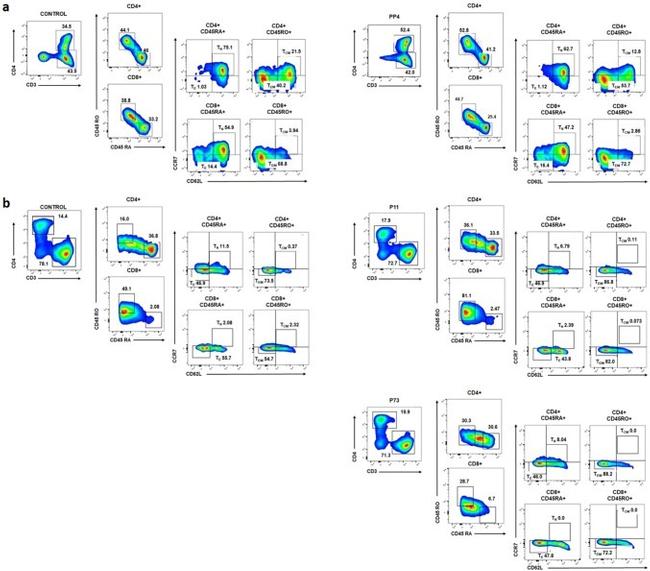 CD4 Antibody in Flow Cytometry (Flow)