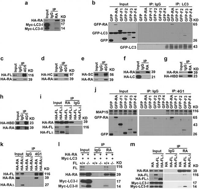 RASSF1A Antibody in Western Blot, Immunoprecipitation (WB, IP)