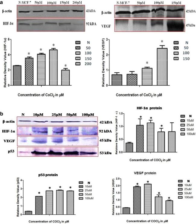 HIF1A Antibody in Western Blot (WB)