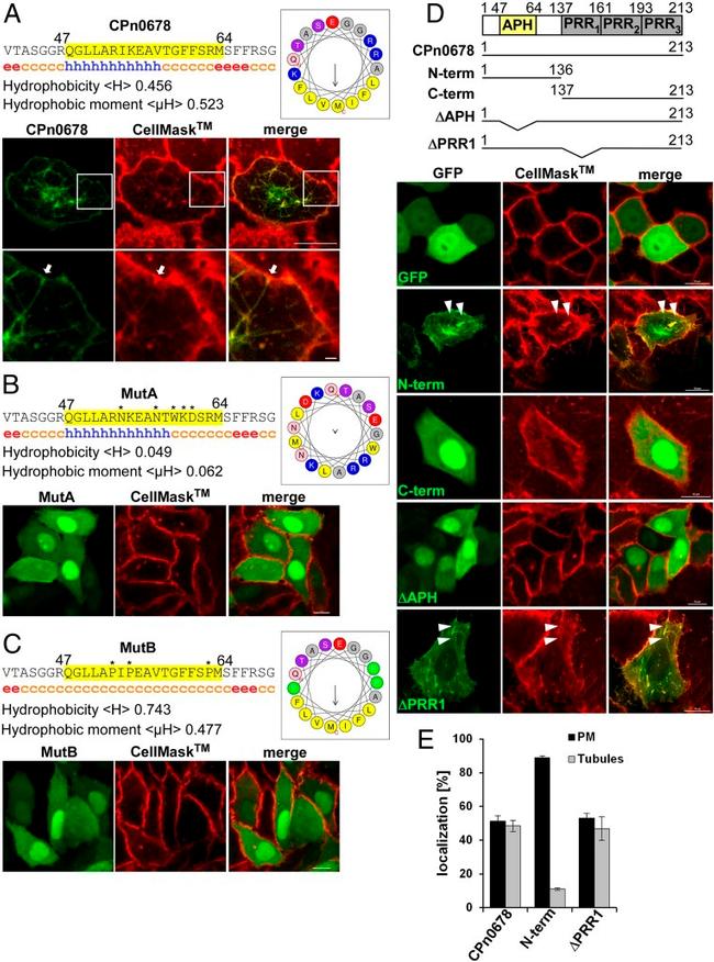 GFP Antibody in Immunocytochemistry (ICC/IF)