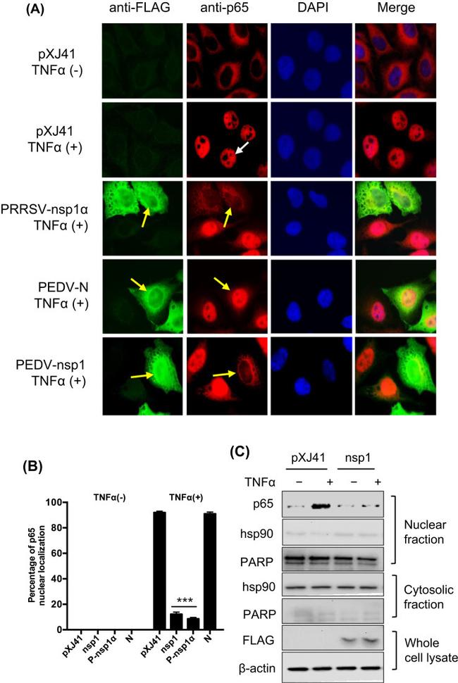 IkB alpha Antibody in Western Blot (WB)