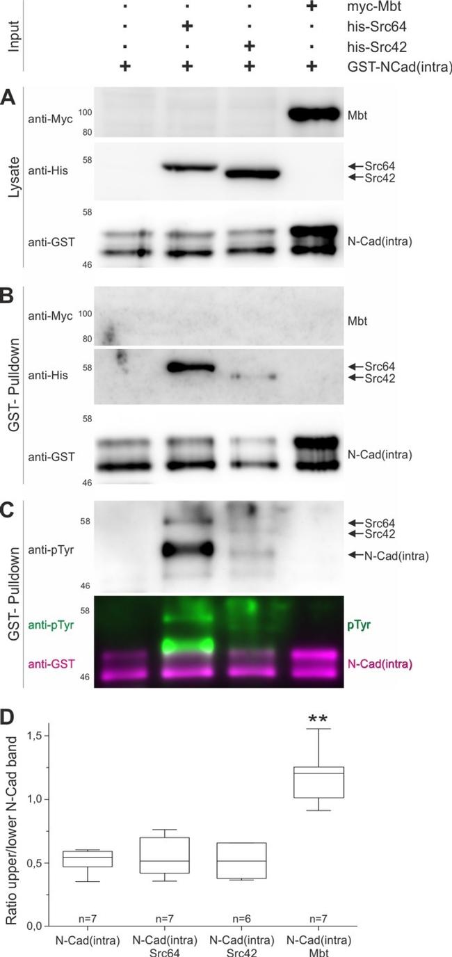 6x-His Tag Antibody in Western Blot (WB)