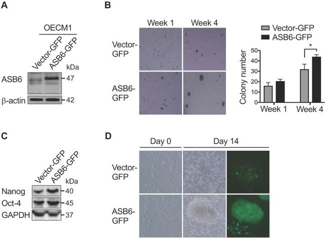 GAPDH Antibody in Western Blot (WB)