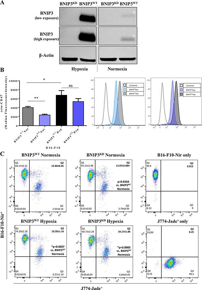 CD47 Antibody in Flow Cytometry (Flow)