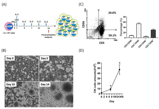 CD56 (NCAM) Antibody in Flow Cytometry (Flow)