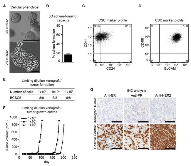 CD24 Antibody in Flow Cytometry (Flow)