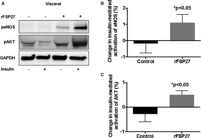 AKT Pan Antibody in Western Blot (WB)