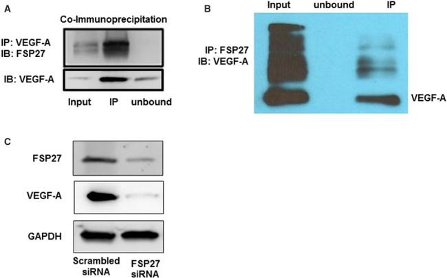 CIDEC Antibody in Western Blot (WB)