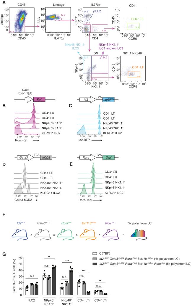 KLRG1 Antibody in Flow Cytometry (Flow)