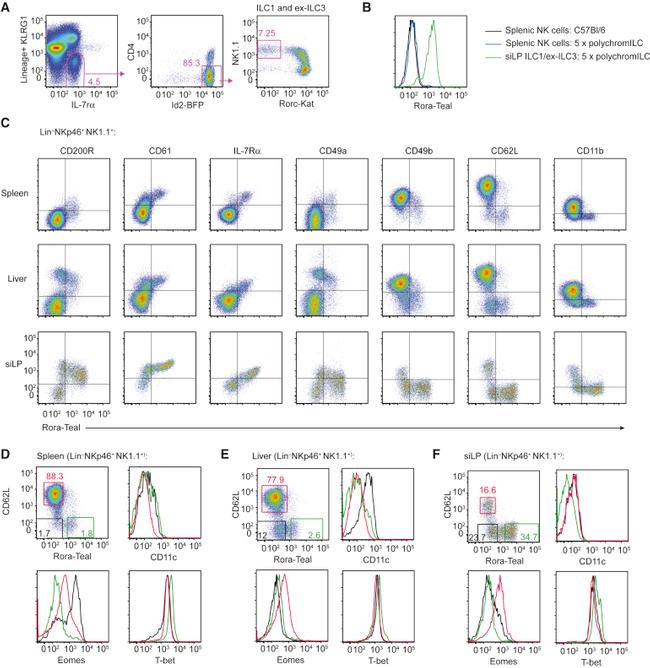 EOMES Antibody in Flow Cytometry (Flow)