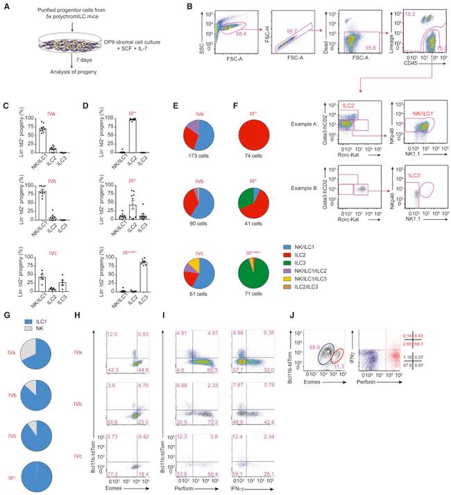 EOMES Antibody in Flow Cytometry (Flow)