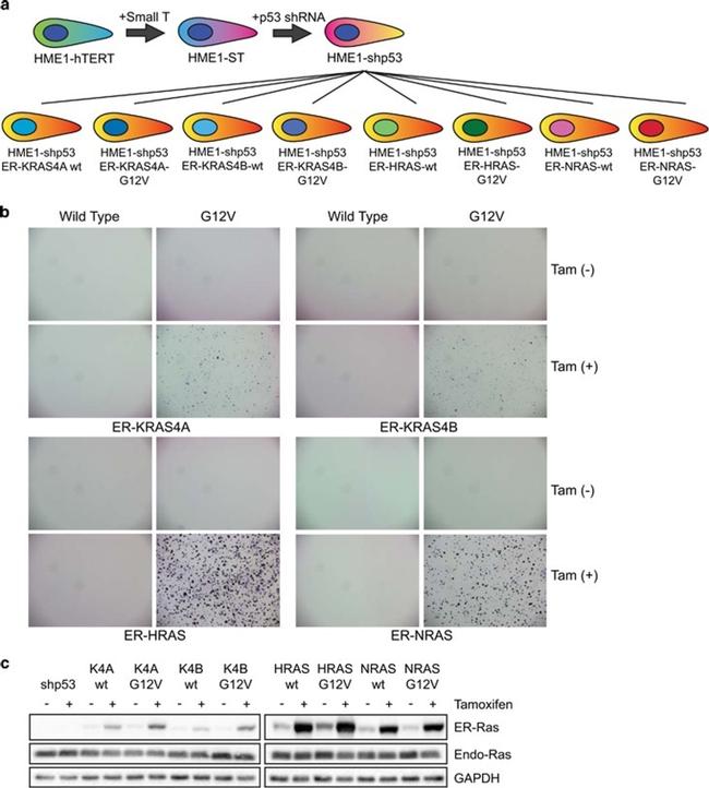 Pan Ras Antibody in Western Blot (WB)