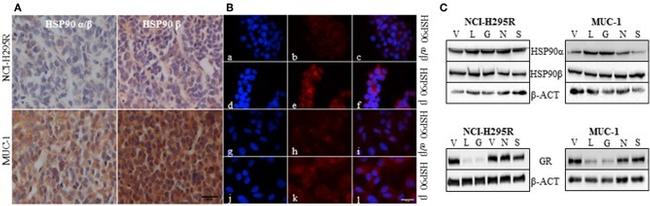 HSP90 beta Antibody in Western Blot (WB)